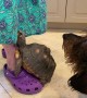Grandma Gives Treats to Doggy and Tortoise