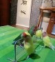 Skilful Parrots Playing Ball Games Together