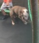 Bulldog Bounces on Trampoline