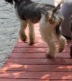 Poodle Gracefully Steps Right Off Dock
