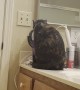 Cat Stares Back With Makeup Mirror