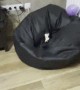 Yorkie Leaps Into Beanbag After Toy