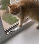Kitty Slides on Window Sill