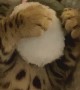 Kitty Loves Cuddling His Favorite Hamster Toy
