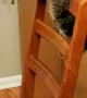 Raccoon Trapeze Artist Performs Routine on Chair Apparatus