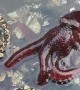 Scuttling Octopus Camouflages in Tide Pool