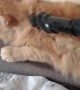 Kitty Enjoys Getting Groomed by Vacuum