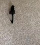 Monkey Fails to Understand the Rules of Fetch