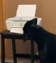 Canine Coworker Steals Printed Paper