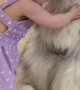 Fluffy Malamute Accepts Hugs from Toddler