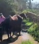 Horse Gives Owner a Mud Bath