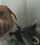 Raccoon Cuddles Its Canine Friend