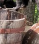 Mama Bear and Cub Tussle in A Tub