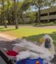 Feathered Friend Enjoys Car Surfing