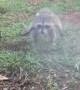 Baby raccoon plays with water hose just like a doggy
