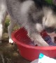 Helpful Husky Cleans Clothes