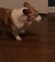 Quirky Corgi Slowly Backs Out of Room
