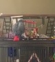 Talking Parrot Tells Cat to Quiet Down