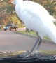 Bird Cruises on Car Hood