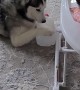 Husky Plays With Jug While Baby Laughs
