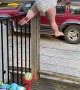 Acrobatic Toddler Can't Be Contained by Fence