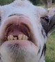 Happy Goat Has Glowing Smile