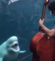 Beluga whales deeply entertained by bassist\'s performance