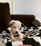 Spirited Puppy Sticks Out Her Tongue During Playtime