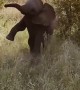 Baby Elephant Practices Its Charge