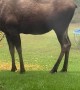 Family of Moose Visit Friendly Backyard