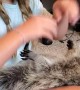 Kiddo Gets Kisses From Cuddly Raccoon