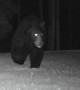 Black Bear Figures Out How to Open Gate