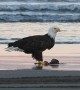 Two Bald Eagles Eating on the Beach