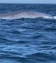 Blue Whale Raises Tail Tall