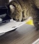 Printing Paper Keeps Kitty Occupied