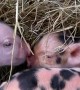 Day Old Piglets Cuddle and Kiss