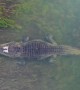 Saltwater Crocodile Slowly Disappears