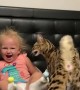 Toddler and Savanah cat adorably headbutt each other