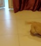 Golden Reaction to New Puppy