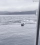 150 Dolphins Charge Past Boat Fleeing Orca Hunt