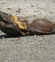 Mating Turtle Ends up on His Back