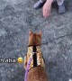 Angry cat lets stranger know her cat isn\'t welcome