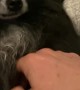 Pomeranian Waves for Pats