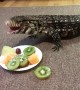 Winston the Tegu Eating Fruit