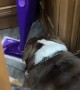 Pack of Bulldogs Waiting for Mom to get out of the Shower