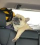 Frenchie Throws A Fit During Car Ride