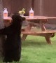 Baby Bear Visits Wedding in Idaho