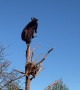 Bear Cubs Play King of the Tree