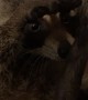 Human Hand Keeps Rescued Raccoon Happy