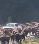 Bison Stampede Across Yellowstone Bridge